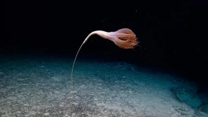 Avistan una rara especie marina similar a una flor con tentáculos
